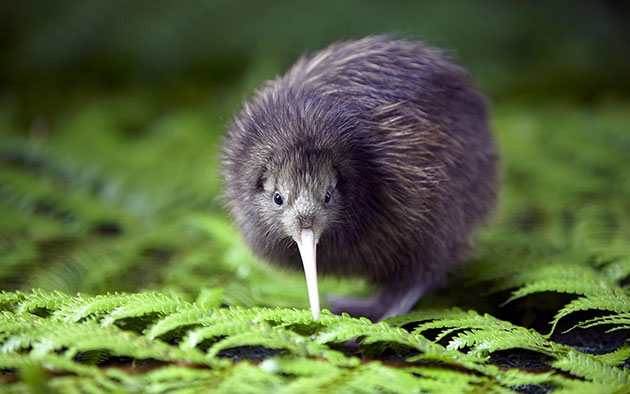 Kiwi-bird-page